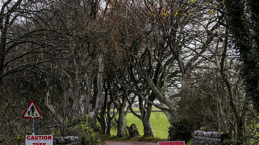 Work Begins In Operation To Cut Down Trees Made Famous By Game Of Thrones