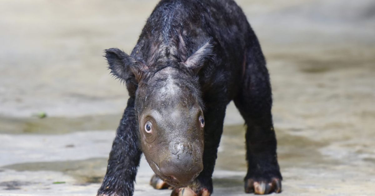 Критично застрашен суматрански носорог, роден на индонезийски остров