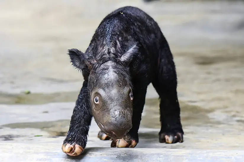 Critically Endangered Sumatran Rhino Born On Indonesian Island