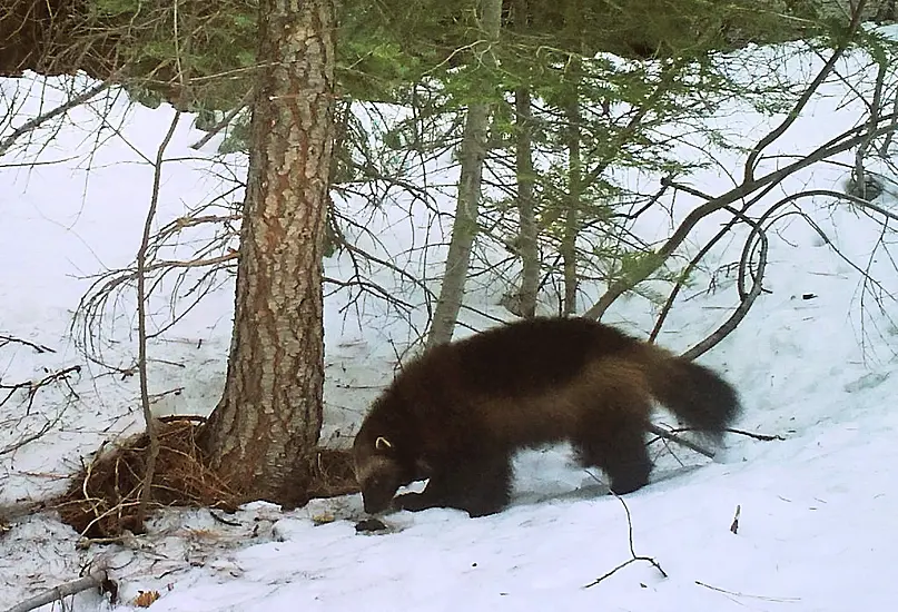 Wolverines Set For Us Government Protection Amid Climate Change Threat