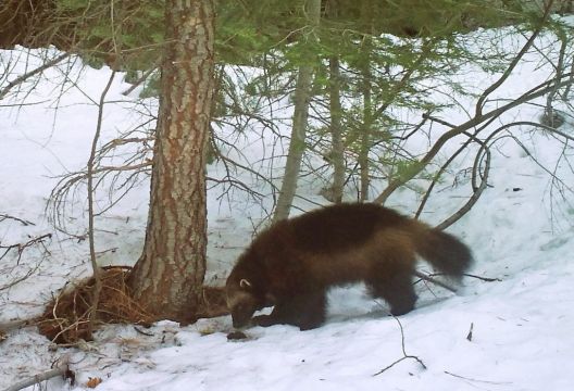 Wolverines Set For Us Government Protection Amid Climate Change Threat