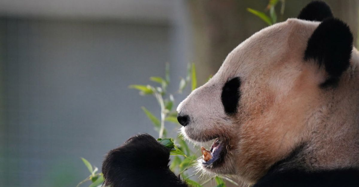 Посетителите на зоологическата градина в Единбург се сбогуват с пандите преди завръщането им в Китай