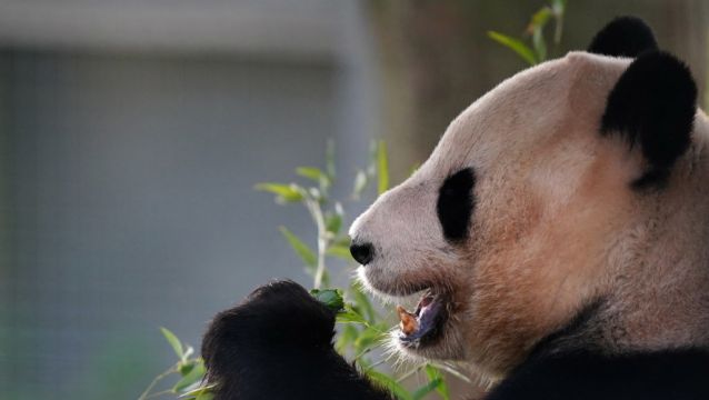 Edinburgh Zoo Visitors In Final Farewell To Pandas Ahead Of Return To China