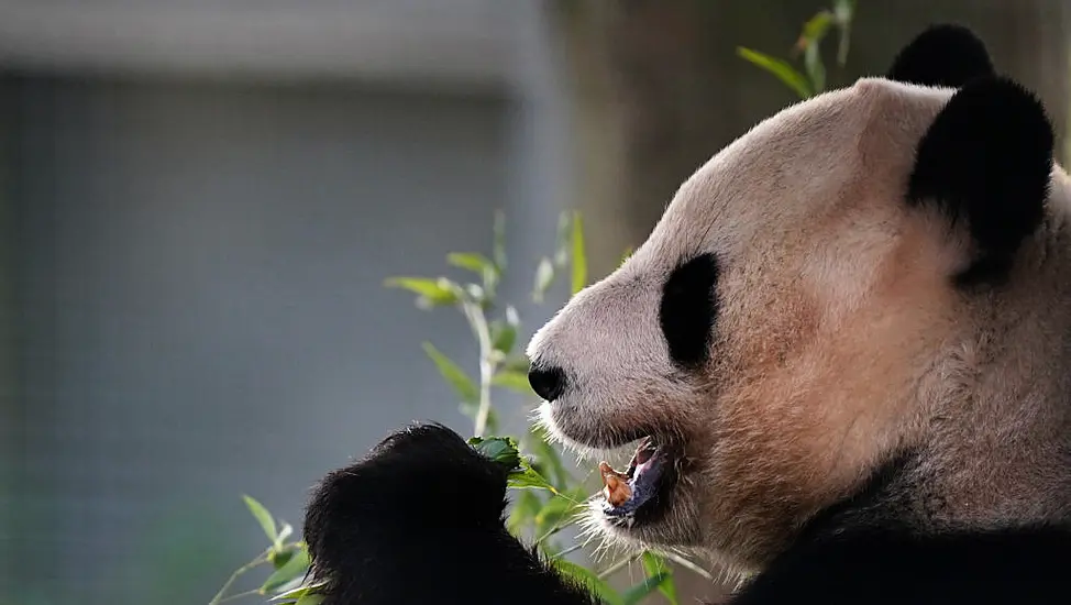 Edinburgh Zoo Visitors In Final Farewell To Pandas Ahead Of Return To China