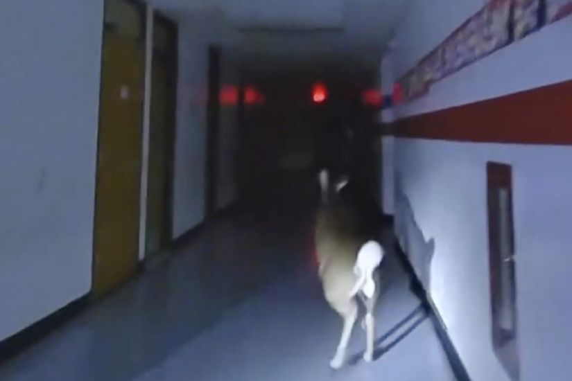 Deer’s Escape After Breaking Into Us School Captured On Police Bodycams