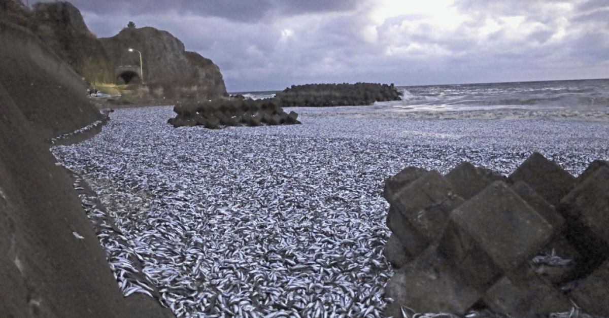 Хиляди тонове мъртви сардини бяха изхвърлени на плаж в Северна