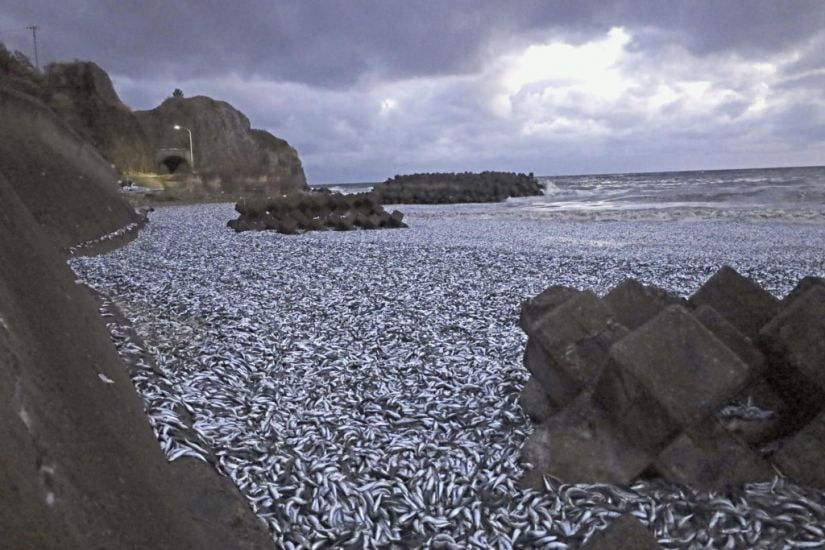 Thousands Of Tons Of Dead Sardines Wash Ashore In Northern Japan