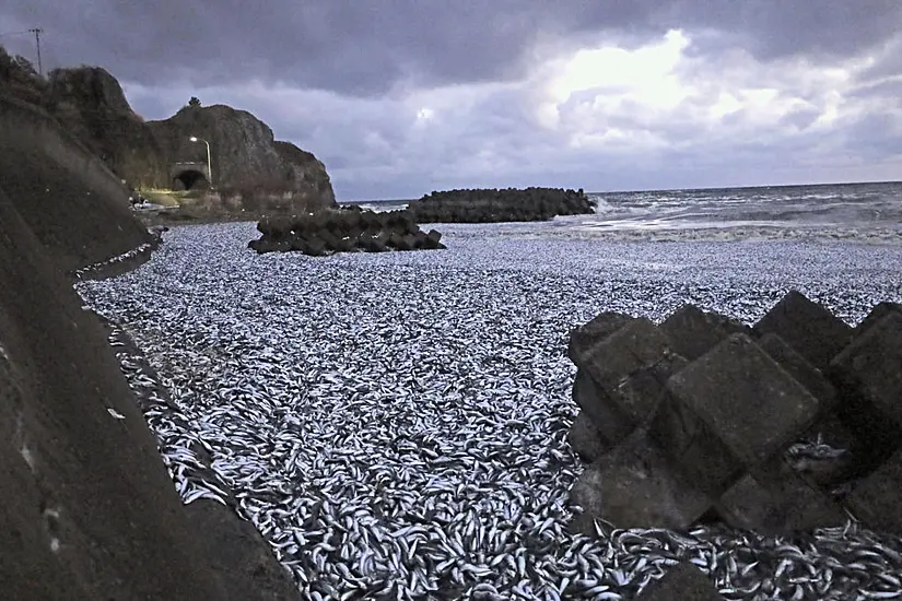 Thousands Of Tons Of Dead Sardines Wash Ashore In Northern Japan