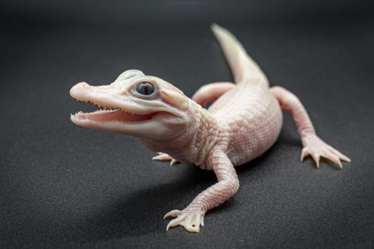 Extremely Rare White Alligator Born At Florida Reptile Park