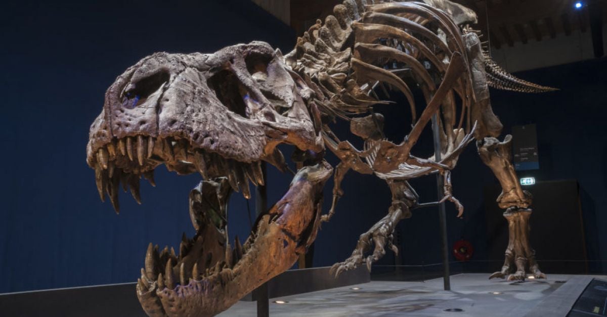 Два маленьких динозавра, найденные в окаменелостях тираннозавра, подчеркивают изменение в рационе питания