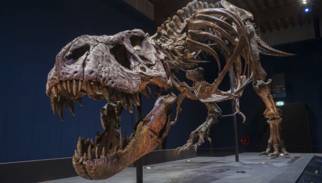 Two Baby Dinosaurs Found In Tyrannosaur Fossil Shed Light On Changing Diet