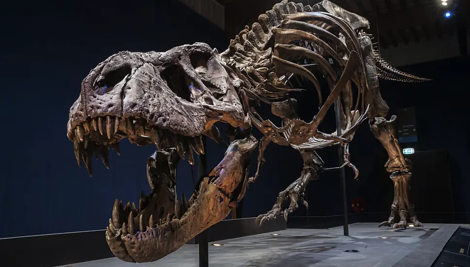 Two Baby Dinosaurs Found In Tyrannosaur Fossil Shed Light On Changing Diet