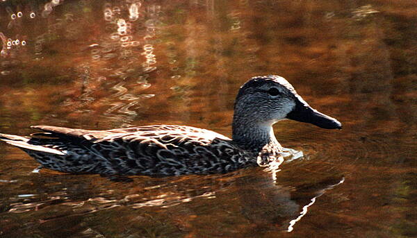 Waterford News & Star — Decision to ban hunting of four types of migratory ducks challenged in High Court - Vimarsana News