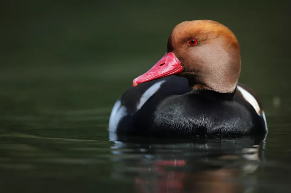  A Pochard duck. Photo: Dan Kitwood/Getty Images