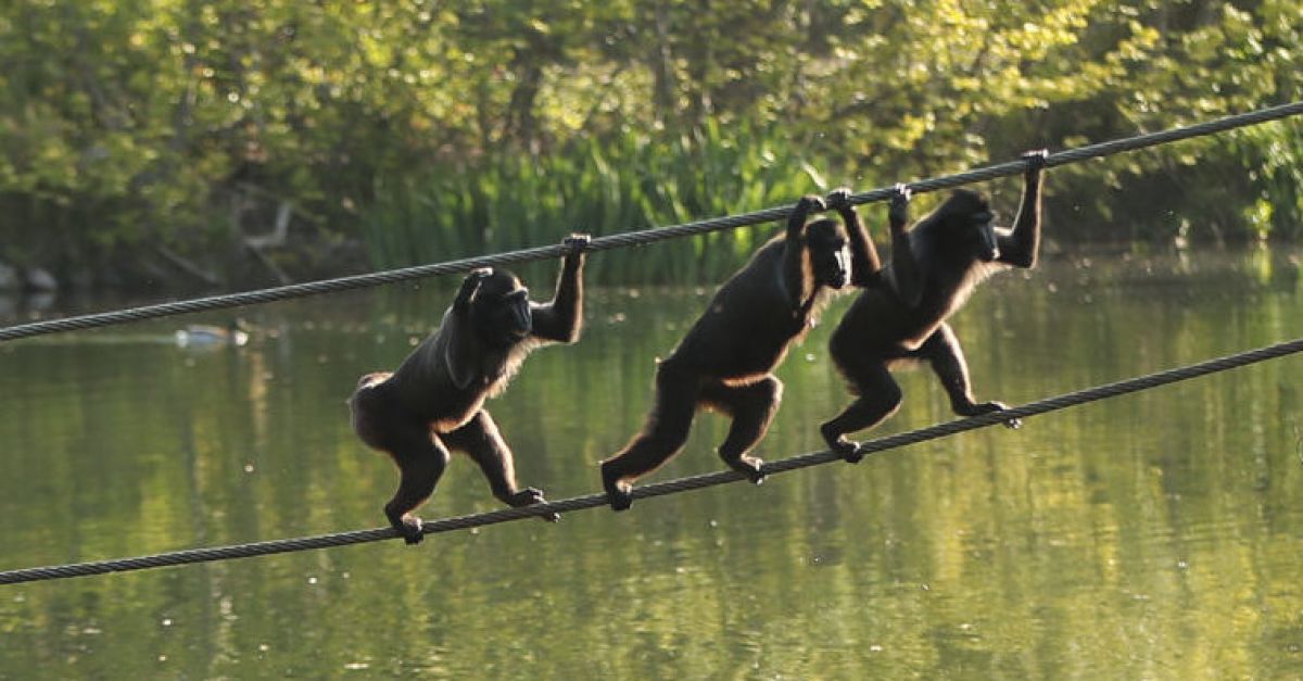 Dublin Zoo firm records €1m surplus after record visitor numbers