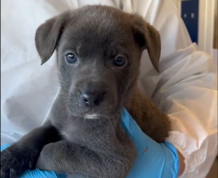 Six Puppies Found Abandoned In Cardboard Box In Dublin Graveyard