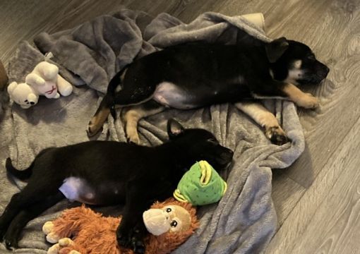 Puppies 'Thriving And Healthy' In Foster Home After Being Abandoned In Dublin Graveyard