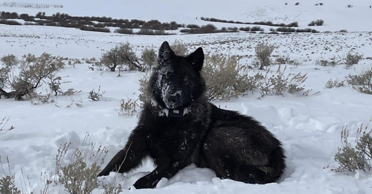 Федерален съдия разреши повторното въвеждане на сиви вълци в Колорадо