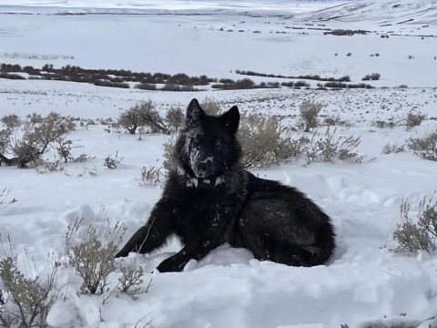 Judge Gives Go-Ahead For Wolves To Be Reintroduced To Colorado