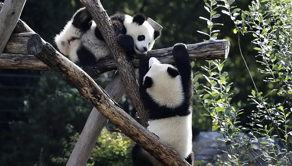 Berlin Zoo Sends First Giant Pandas Born In Germany To China