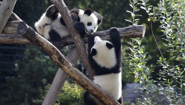 Berlin Zoo Sends First Giant Pandas Born In Germany To China