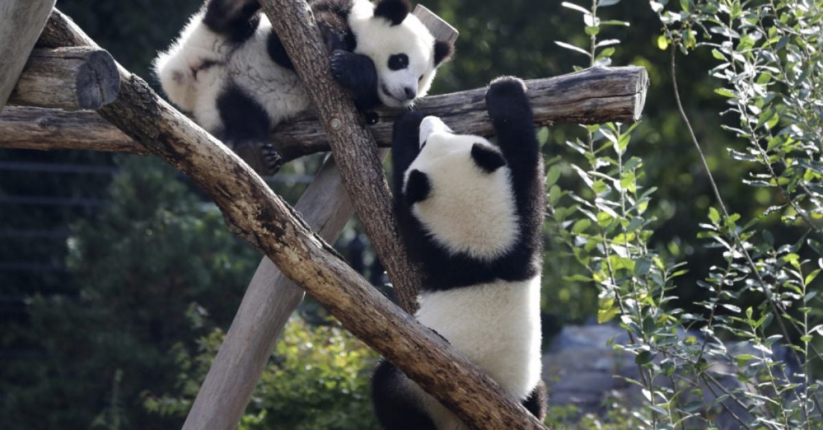 Берлинският зоопарк изпрати първите големи панди, родени в Германия, в