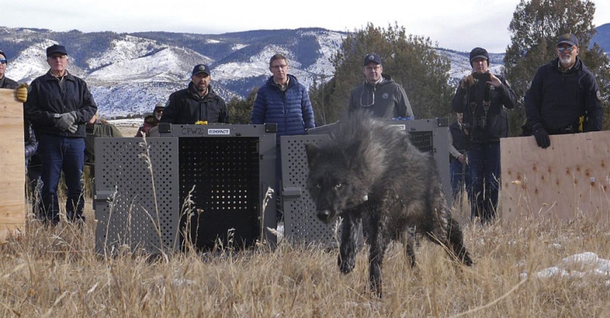 Служителите на дивата природа пуснаха пет сиви вълка в отдалечена