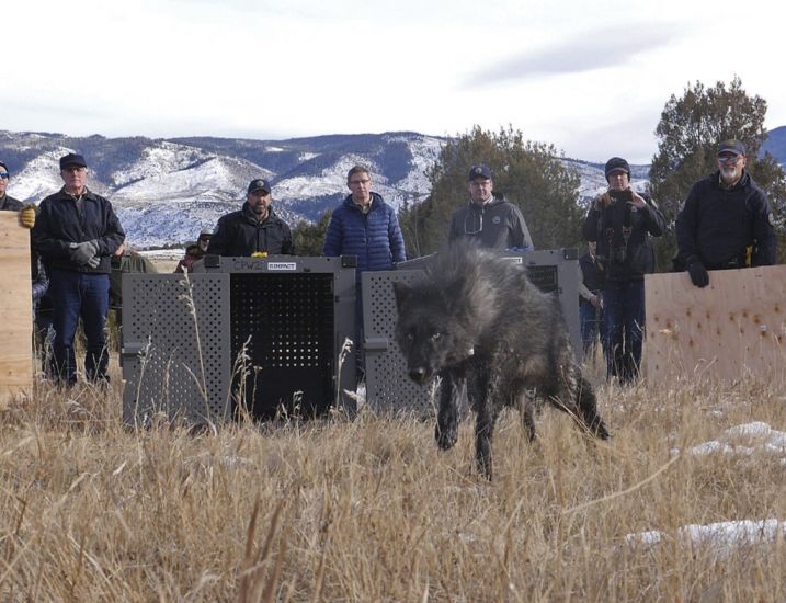 Colorado Releases Wolves In Controversial Reintroduction Plan