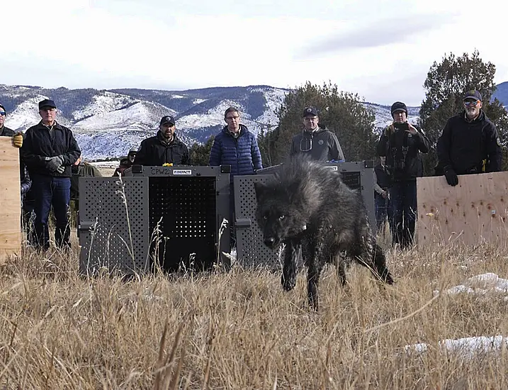 Colorado Releases Wolves In Controversial Reintroduction Plan