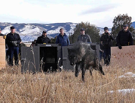 Colorado Releases Wolves In Controversial Reintroduction Plan