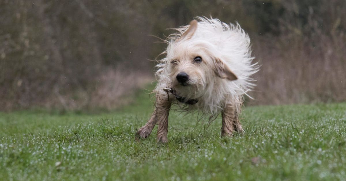 Как да запазите дома си без кал, когато сте собственик на куче