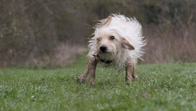 How To Keep Your Home Mud-Free When You’re A Dog Owner