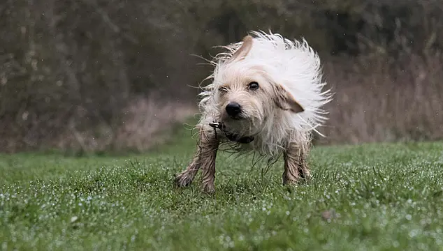 How To Keep Your Home Mud-Free When You’re A Dog Owner