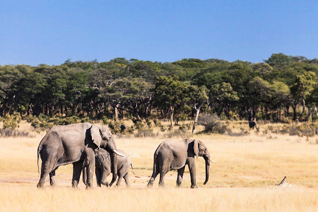 At least 100 elephants die in drought-stricken Zimbabwe park