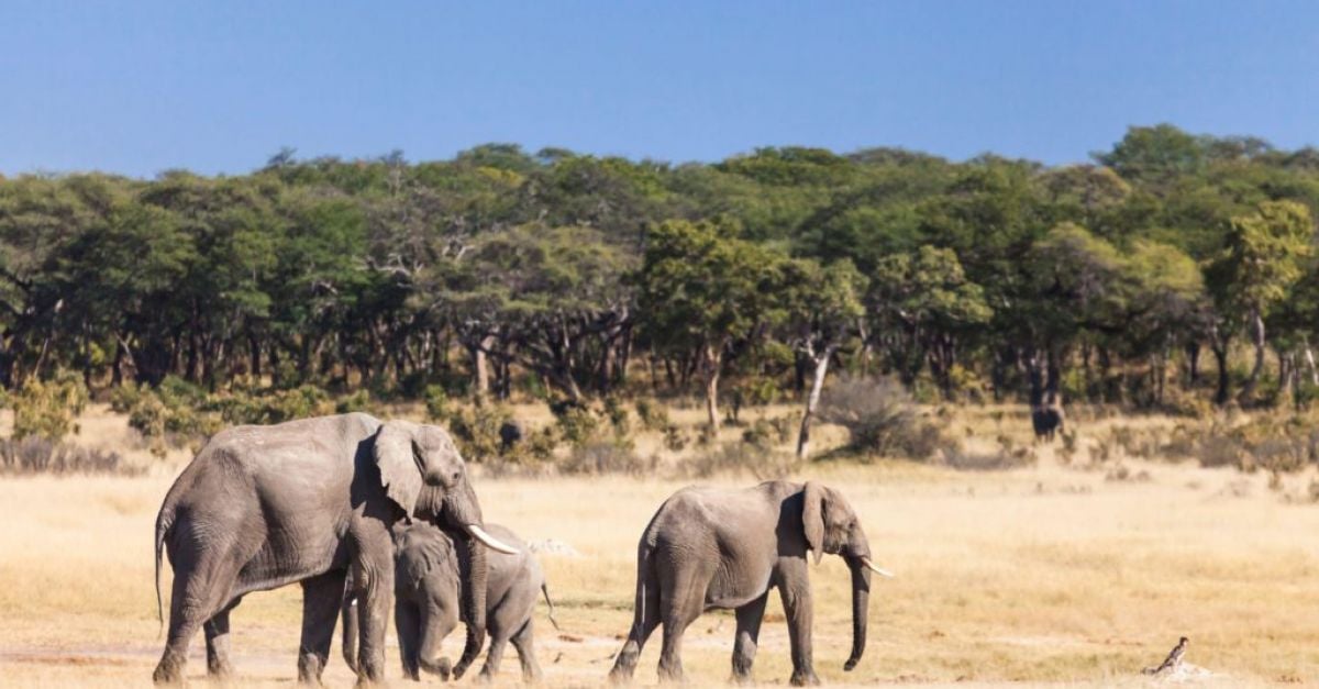 Най-малко 100 слона умряха в засегнатия от суша парк в Зимбабве