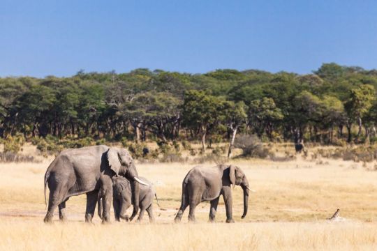 At Least 100 Elephants Die In Drought-Stricken Zimbabwe Park