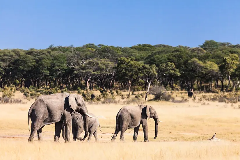 At Least 100 Elephants Die In Drought-Stricken Zimbabwe Park