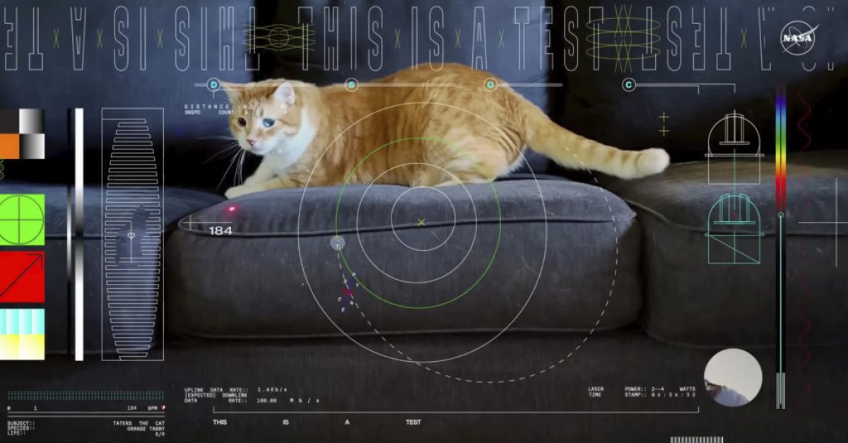Котка на име Тейтърс открадва шоуто в първото видео, изпратено с лазер от дълбокия космос