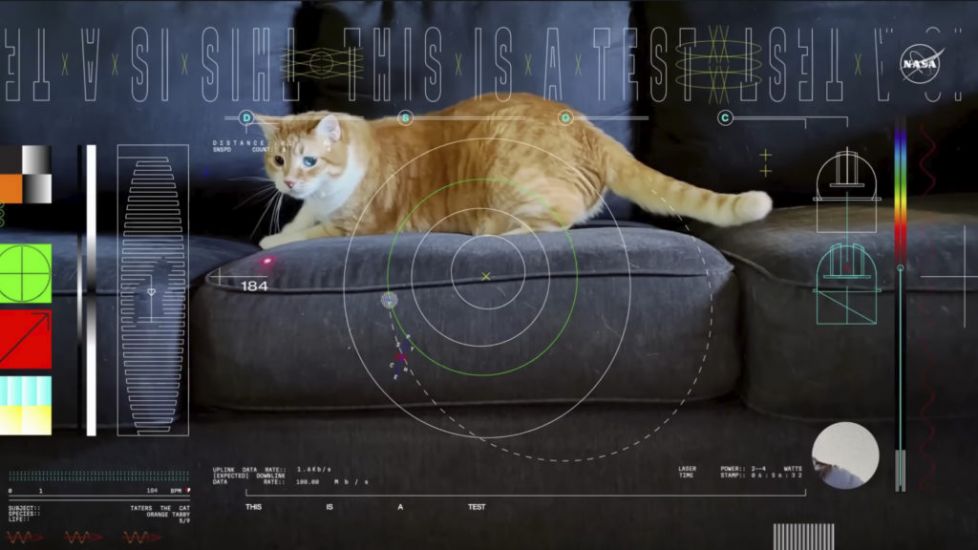 Cat Named Taters Steals The Show In First Video Sent By Laser From Deep Space