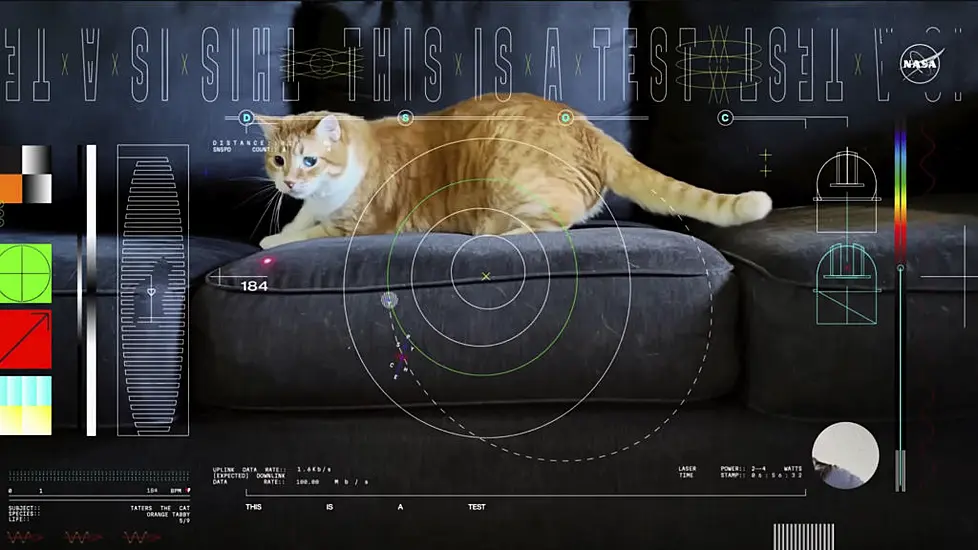 Cat Named Taters Steals The Show In First Video Sent By Laser From Deep Space