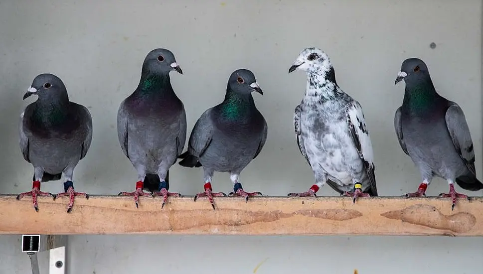 Thousands Of Baby Birds Secure Pre-Christmas Reprieve From Being Culled