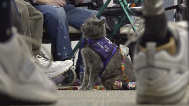 Amputee Cat And Owner Team Up To Help Others In Ohio