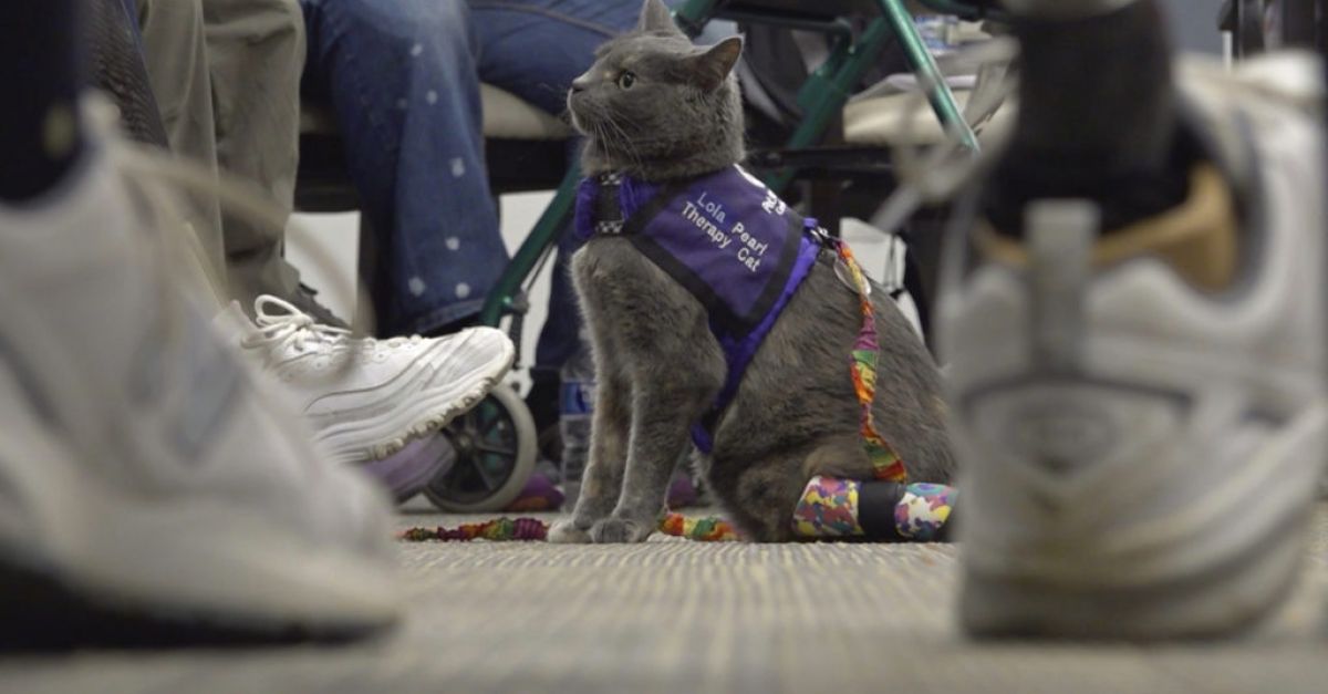 Котка с ампутация и собственик се обединяват, за да помогнат на други в Охайо