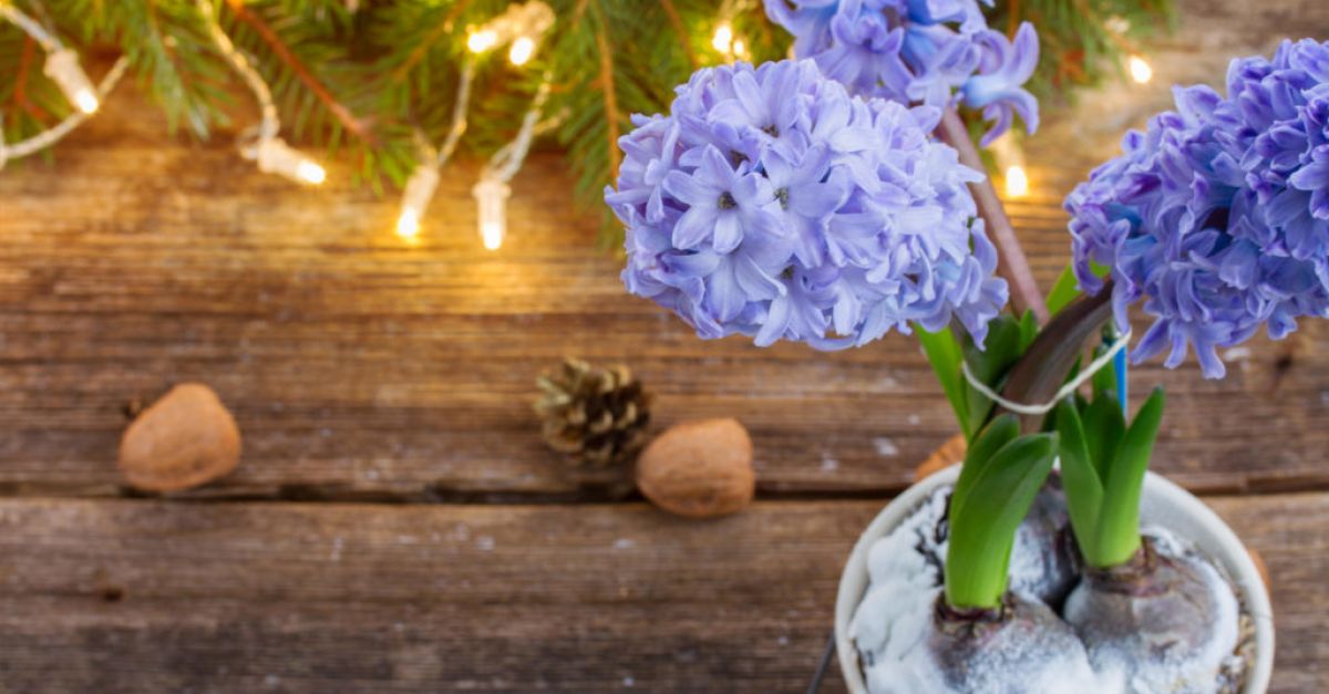 Коледни стайни растения, които можете да отглеждате навън след празничния сезон