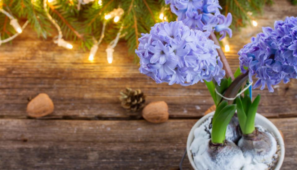 Christmas Houseplants You Can Grow Outside After The Festive Season