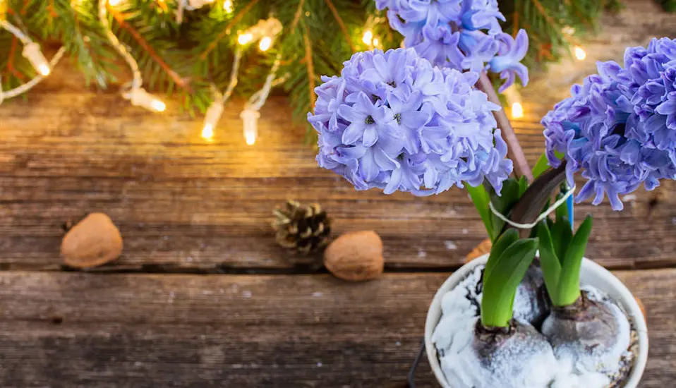 Christmas Houseplants You Can Grow Outside After The Festive Season