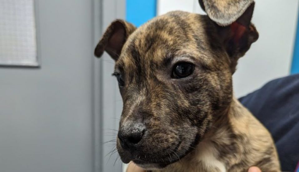 Puppy With Missing Paw Abandoned In Carrier Bag In Car Park On Christmas Eve