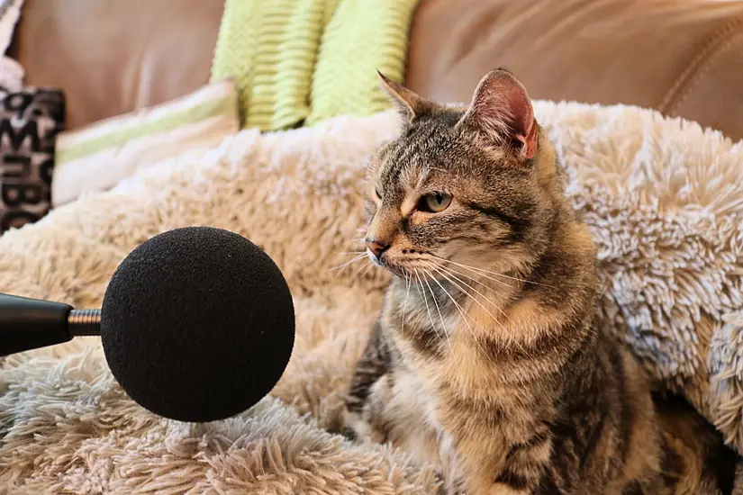 Guinness World Records 2023: The Loudest Purr And World’s Highest Stand-Up Gig