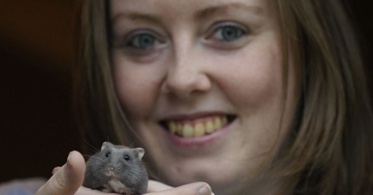 Irish hamster charity advises owners to consider ‘ethical care’ approach