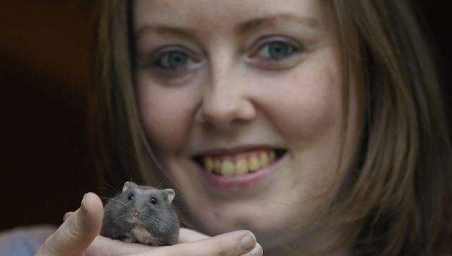 Irish Hamster Charity Advises Owners To Consider ‘Ethical Care’ Approach